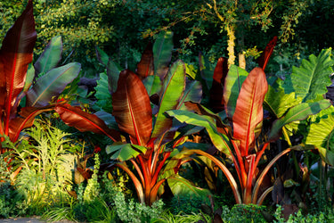 5 RED ABYSSINIAN BANANA Musa Ensete Ventricosum Flowering Fruit Tree Seeds